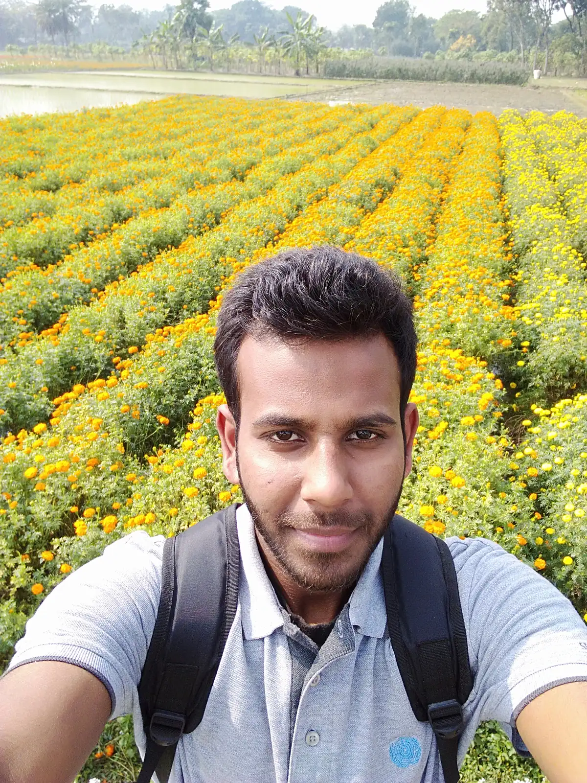Rows of orange and yellow marigolds stretching to the tree line, Godkhali