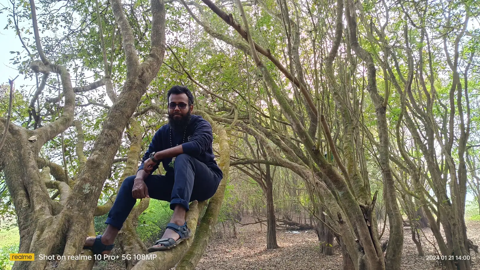Sitting up in the low spreading branches of a tree in the plantation