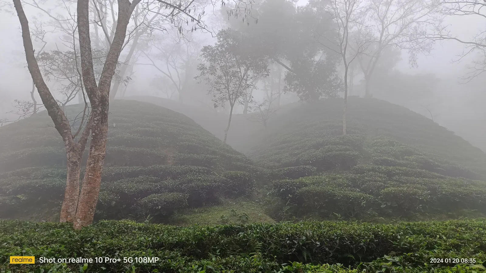 Fog rolling over the rounded tea hills, bare trees standing above the bushes